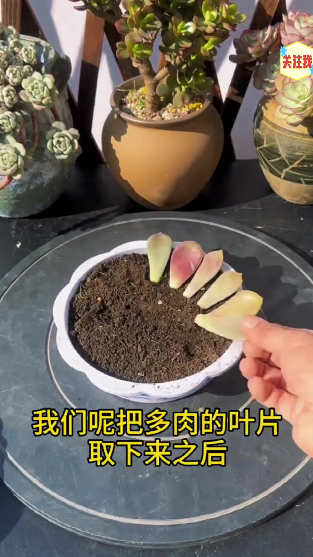 多肉扦插方法,多肉扦插方法和技巧