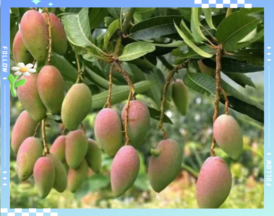 高乐蜜芒果的特点,高乐蜜芒果的特点与口感介绍